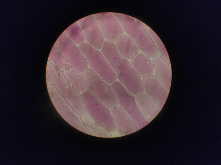 celula