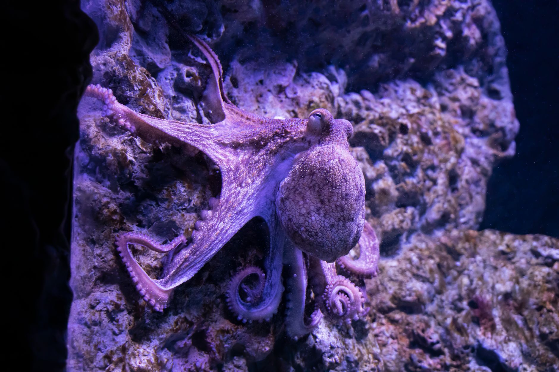 moluscos especies curiosidades