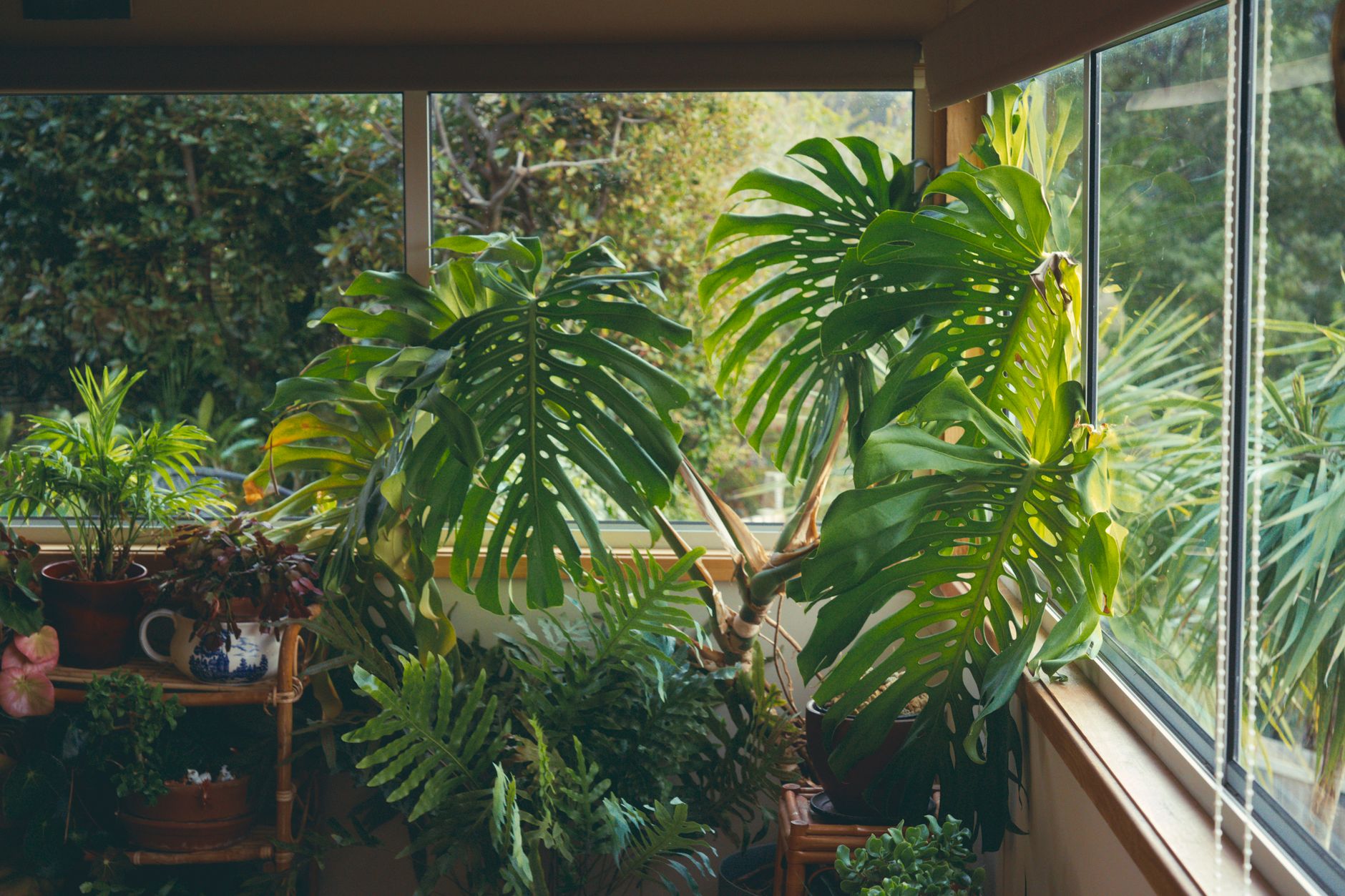 planta de interior ideal para cada espaco