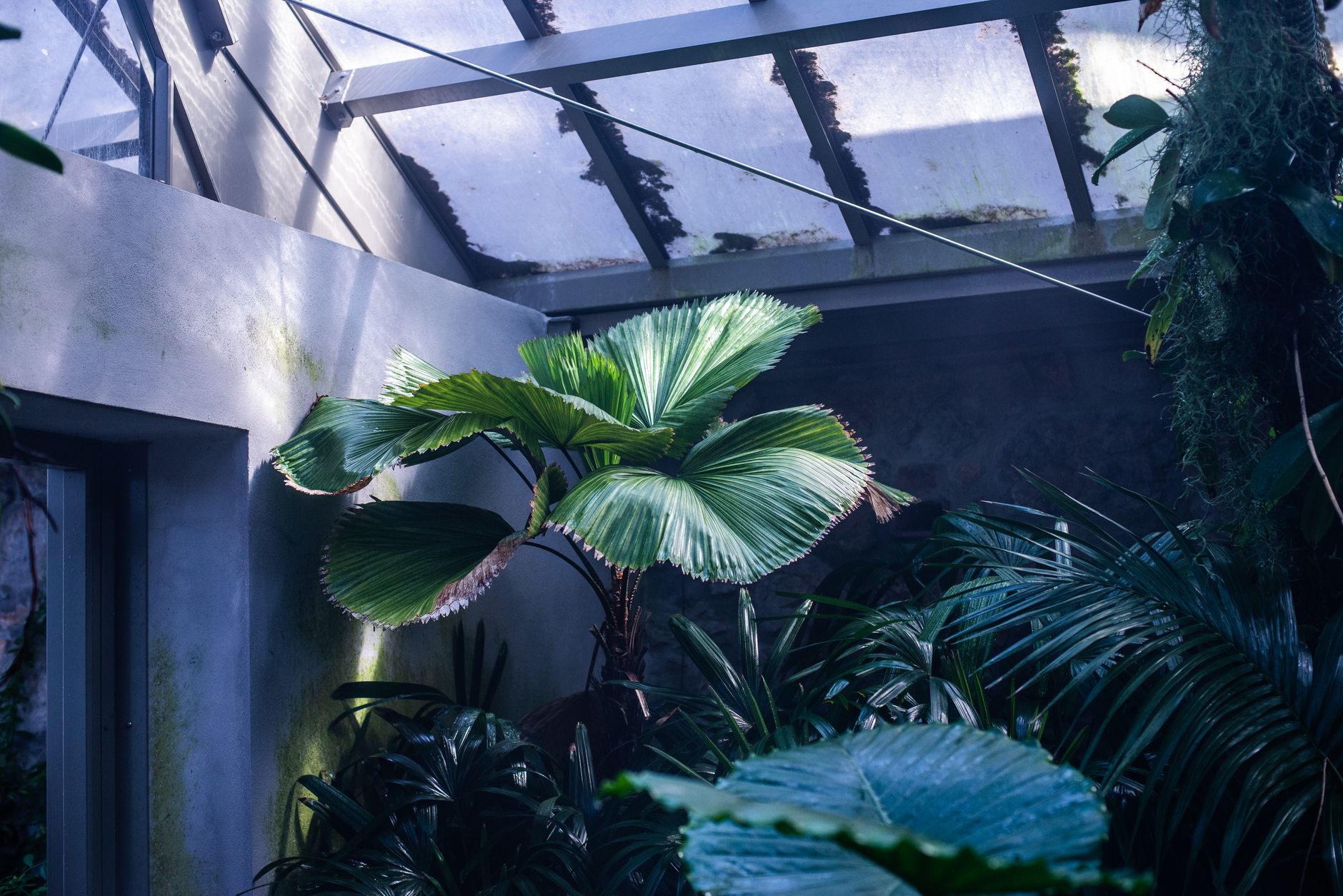 plantas tropicais ornamentais