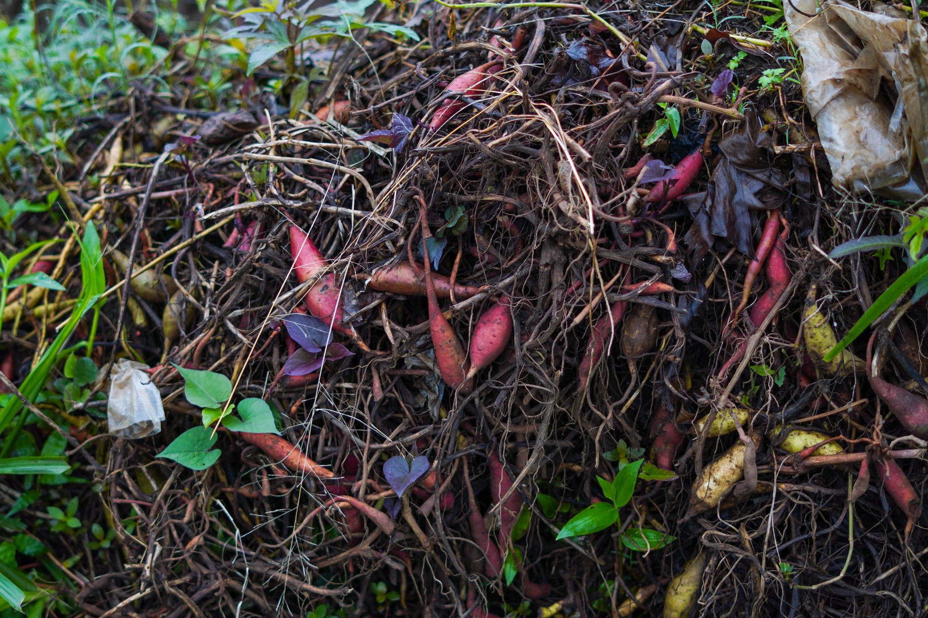 compostagem