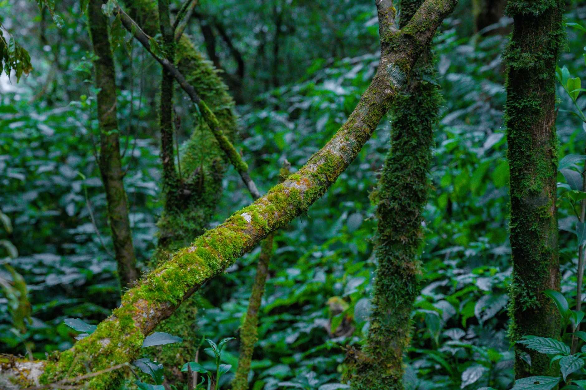 ecossistema interdependencia natureza