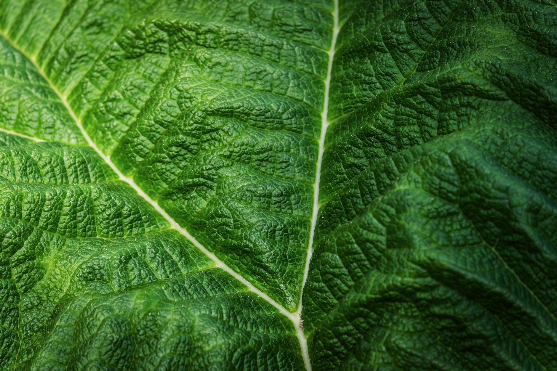 fotossintese como as plantas produzem energia